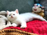 Secereli British Shorthair Yavrular