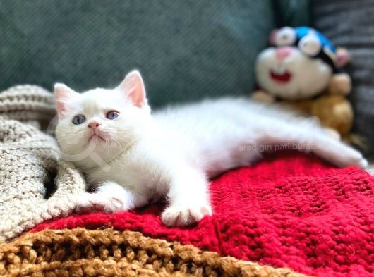 Secereli British Shorthair Yavrular görsel