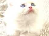 Secereli British Shorthair yavrular