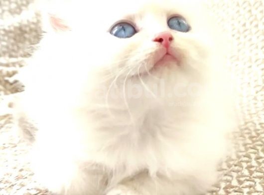 Secereli British Shorthair Yavrular