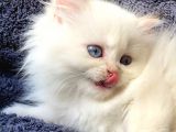 Secereli British Shorthair Yavrular