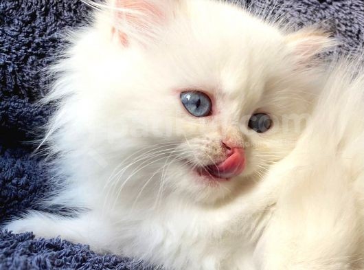 Secereli British Shorthair Yavrular görsel