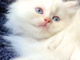 Secereli British Shorthair Yavrular