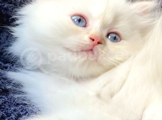 Secereli British Shorthair Yavrular görsel