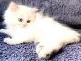 Secereli British Shorthair Yavrular