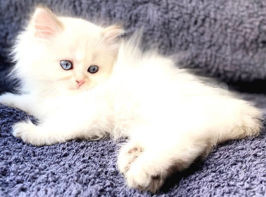 Secereli British Shorthair Yavrular görsel