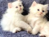 Secereli British Shorthair Yavrular