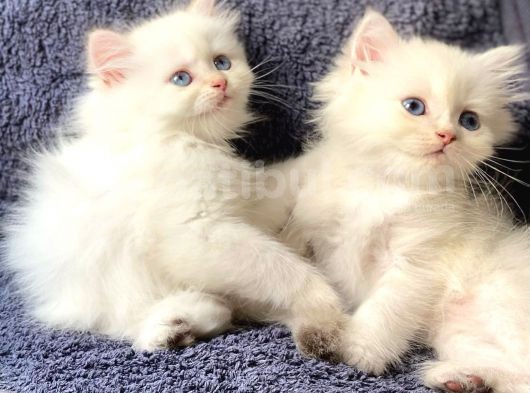 Secereli British Shorthair Yavrular görsel