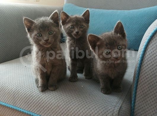 Mükemmel Güzeller British & R.blue Bebekler görsel