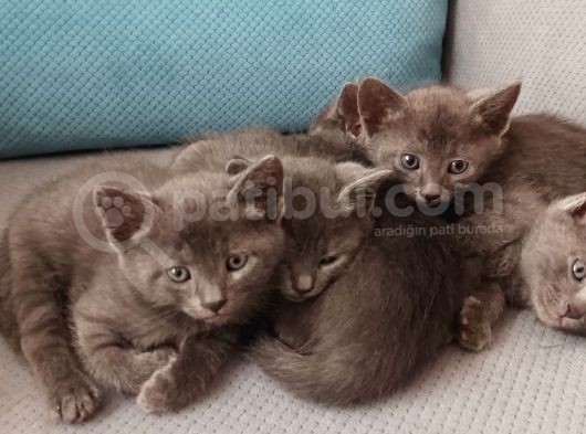 Mükemmel Güzeller British & R.blue Bebekler görsel