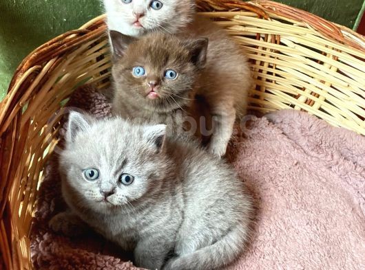Çok Sevimli Oğlumuz Yeni Ailesini Arıyor