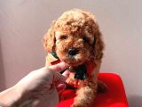 Orjinal Toy Poodle