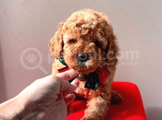 Orjinal Toy Poodle görsel