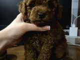 Red Brown Toy Poodle Yavrular