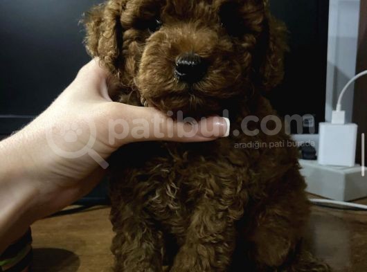 Red Brown Toy Poodle Yavrular görsel
