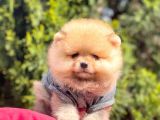 Safkan Pomeranian Boo Yavrularımız