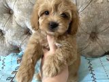 Dizayn Irk Sevimli Maltipoo Yavrular