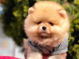 Safkan Pomeranian Boo Yavrularımız