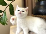 Scottish Fold Ve Scottish Straight Yavrular