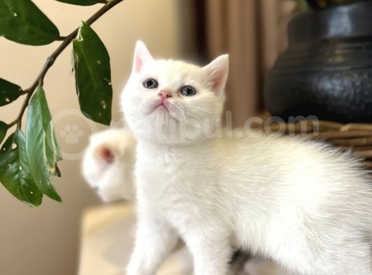 Scottish Fold Ve Scottish Straight Yavrular görsel