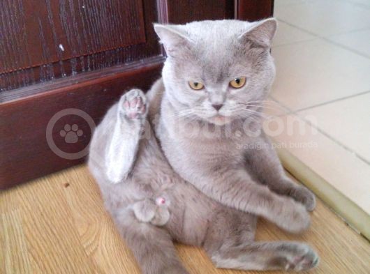 Safkan Brıtısh Shorthaır görsel