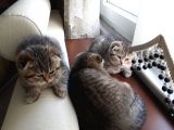 Scottish Fold Erkek&Dişi