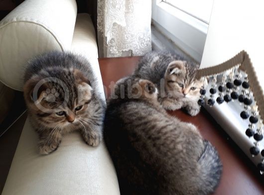 Scottish Fold Erkek&Dişi görsel