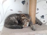 Scottish Fold Erkek&Dişi