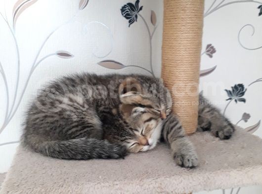 Scottish Fold Erkek&Dişi görsel