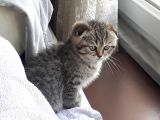 Scottish Fold Erkek&Dişi