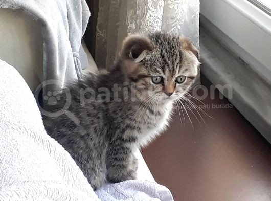 Scottish Fold Erkek&Dişi görsel