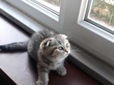 Scottish Fold Erkek&Dişi