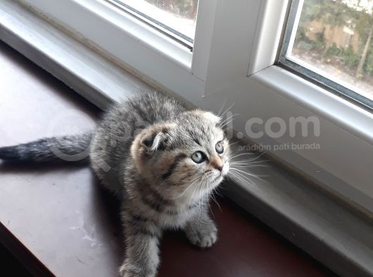 Scottish Fold Erkek&Dişi görsel