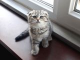 Scottish Fold Erkek&dişi