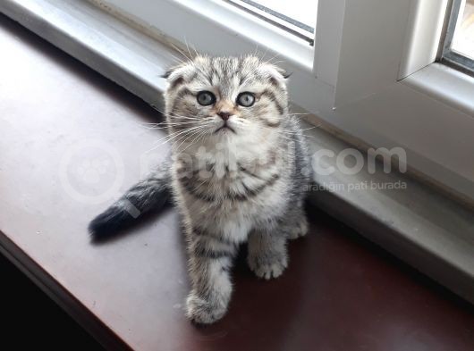Scottish Fold Erkek&Dişi