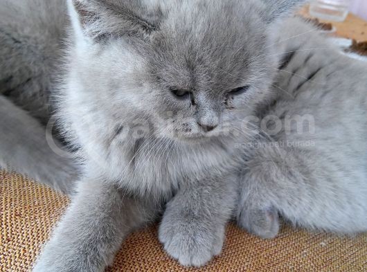 Safkan Brıtısh Shorthaır görsel