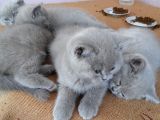 Safkan Brıtısh Shorthaır