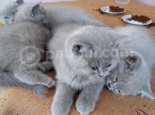 Safkan Brıtısh Shorthaır görsel
