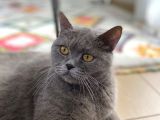 Safkan Brtishshorthair Kızımıza Yeni Yuva Arıyoruz