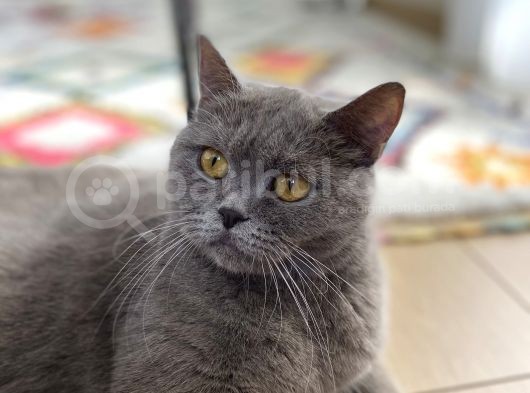 Safkan Brtishshorthair Kızımıza Yeni Yuva Arıyoruz görsel