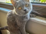 Safkan Brtishshorthair Kızımıza Yeni Yuva Arıyoruz