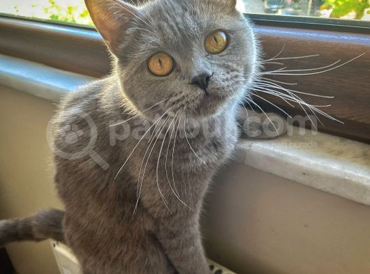 Safkan Brtishshorthair Kızımıza Yeni Yuva Arıyoruz