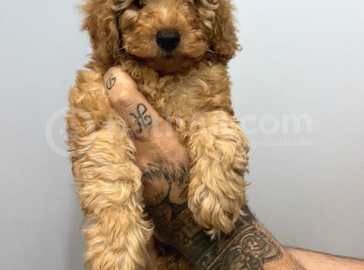 Muhteşem Surat Toy Poodle Yavrularımız