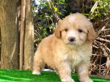 Orji̇nal Malti̇po Yavru