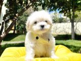 Tüy Dökmeyen Maltese Mini Yavrular