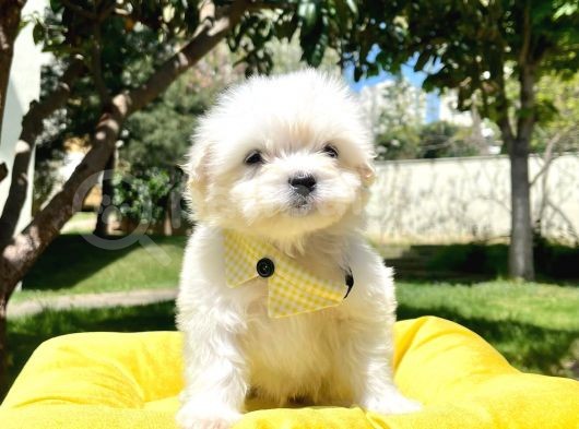 Tüy Dökmeyen Maltese Mini Yavrular görsel