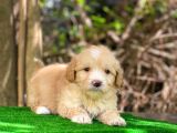 Orji̇nal Malti̇po Yavru
