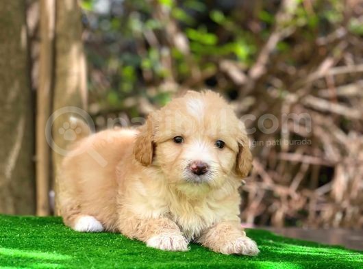 Orji̇nal Malti̇po Yavru görsel