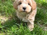 Orji̇nal Malti̇po Yavru