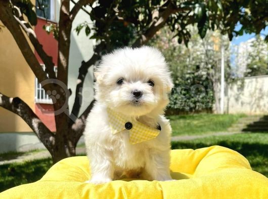 Tüy Dökmeyen Maltese Mini Yavrular